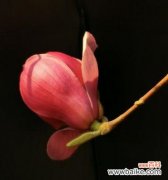 探寻紫玉兰花的美与内涵 紫玉兰花的寓意与意义