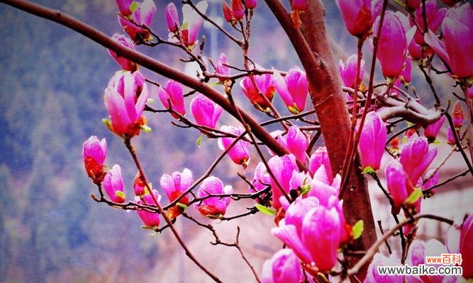 探寻紫玉兰花的美与内涵 紫玉兰花的寓意与意义