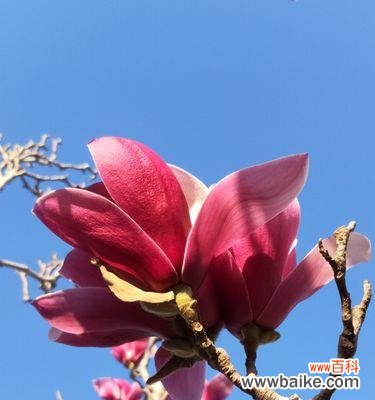 探寻紫玉兰花的美与内涵 紫玉兰花的寓意与意义