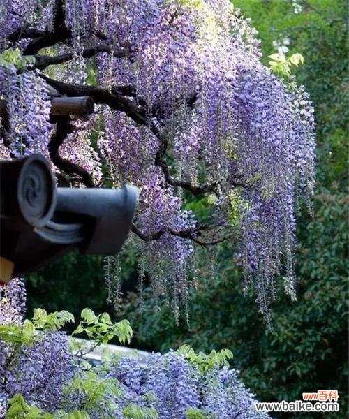 探索紫藤萝的生命之旅 紫藤萝的命运与象征意义