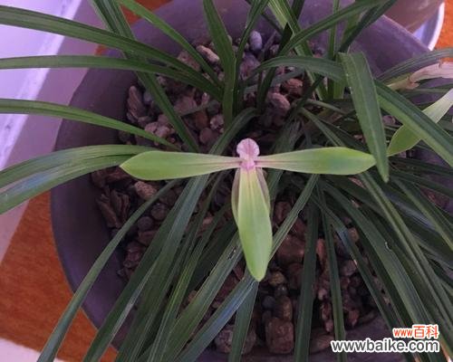 揭示兰花品种的多样性与魅力 探寻兰花的奇妙世界