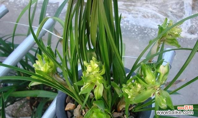 揭示兰花品种的多样性与魅力 探寻兰花的奇妙世界