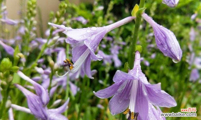 探寻花语之美 以子萼玉簪花语引领心灵之旅