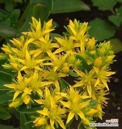 探寻花语之美 以子萼玉簪花语引领心灵之旅