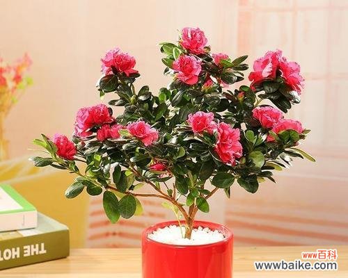 以什么花代表富贵吉祥 花开富贵，吉祥无边