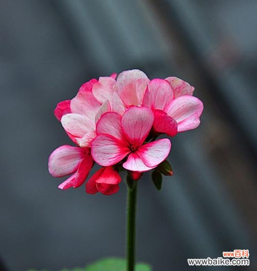 感谢的花语与花束选择指南 感恩的花——用鲜花表达感谢之情