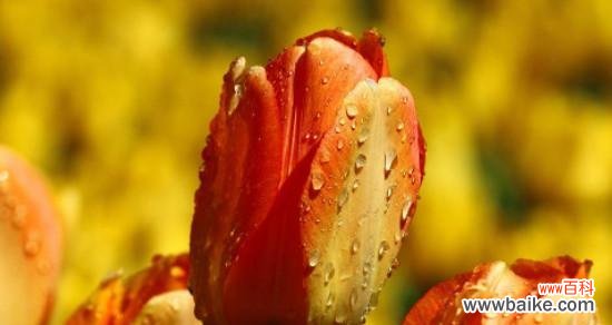 感谢的花语与花束选择指南 感恩的花——用鲜花表达感谢之情