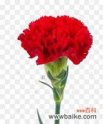 用花朵向世界表达感激之情 用百合花传达感恩的情怀