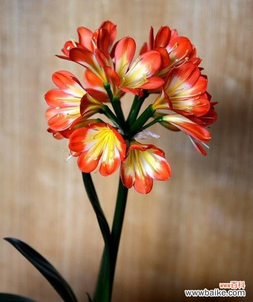 以花为媒 高雅之花