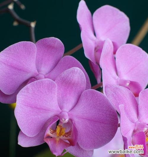 以花为媒 高雅之花