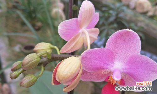 孤傲清冷的花朵如何绽放 寂静花开