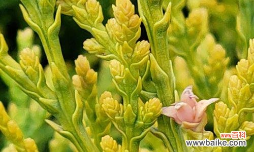 孤傲清冷的花朵如何绽放 寂静花开