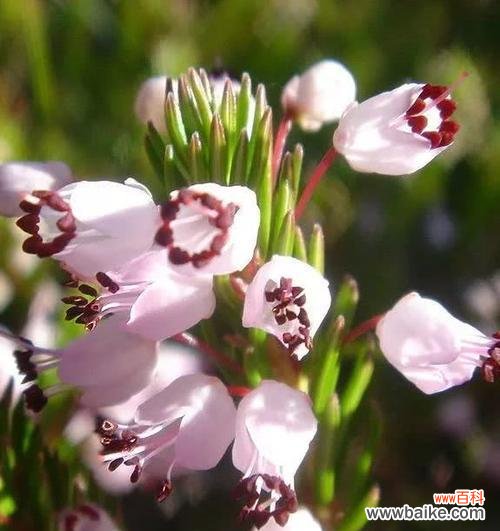 探寻孤独之美 孤独的花朵