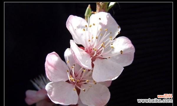 探寻孤独之美 孤独的花朵