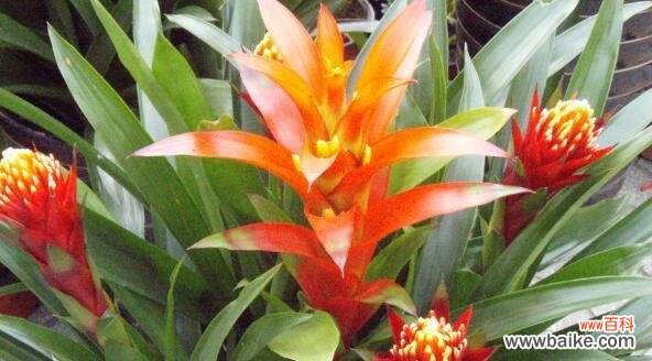 以花代表好运的传统与寓意 花语祈福,幸运常在