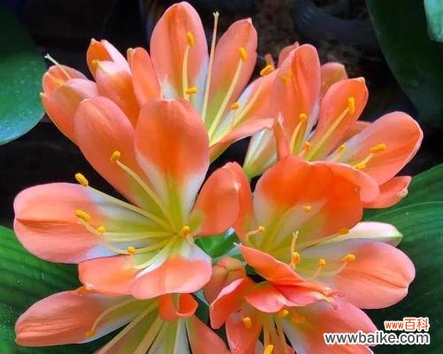 以花代表好运的传统与寓意 花语祈福,幸运常在