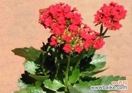 用白色康乃馨传递和平与宽容的力量 和平的象征——白色康乃馨