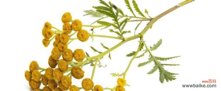 用白色康乃馨传递和平与宽容的力量 和平的象征——白色康乃馨