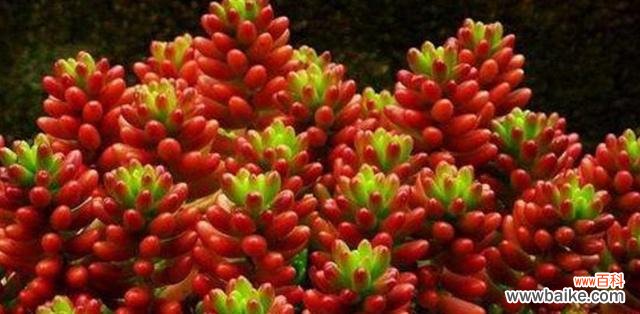 以什么花代表红颜知己 红颜知己之花语