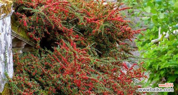 以什么花代表红颜知己 红颜知己之花语