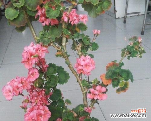 以什么花代表红颜知己 红颜知己之花语