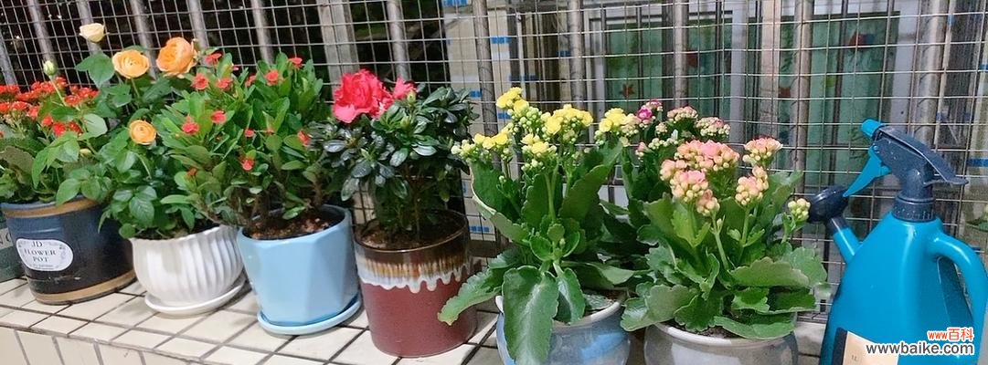 以什么花代表欢迎回家 迎接归家的花香