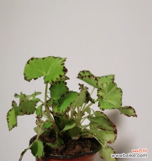 以什么花代表欢迎回家 迎接归家的花香