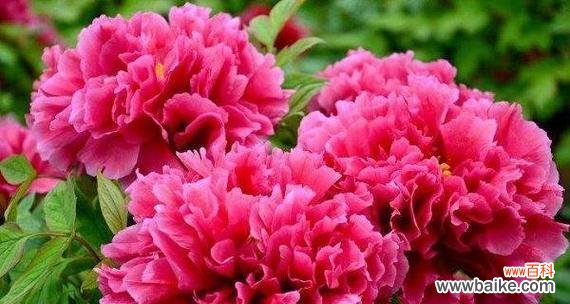 探寻花草的吉祥意义 花草象征吉祥好运