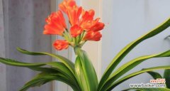 探寻花草的吉祥意义 花草象征吉祥好运