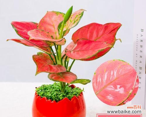 探索花卉文化中的吉祥如意之意象 吉祥如意之花—花朵寓意与祝福