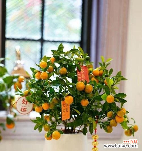 探索花卉文化中的吉祥如意之意象 吉祥如意之花—花朵寓意与祝福