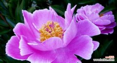 探索花卉文化中的吉祥如意之意象 吉祥如意之花—花朵寓意与祝福