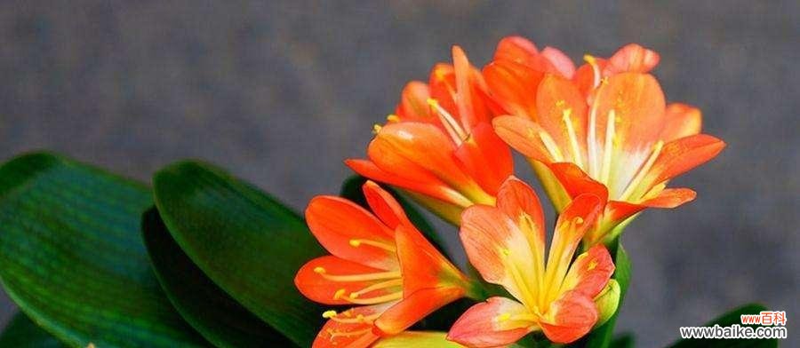 在逆境中绽放的力量 以玫瑰花代表坚强