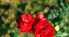 骄傲之美 以康乃馨花代表骄傲的人