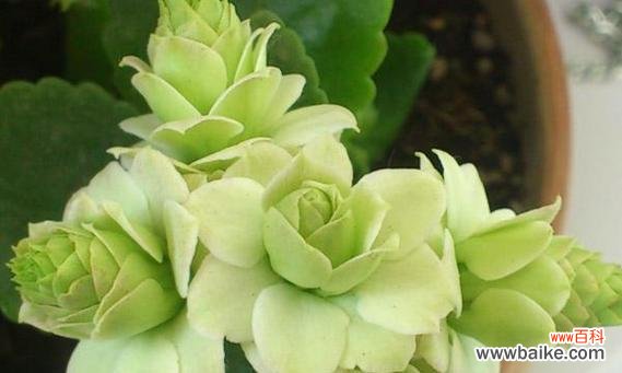 骄傲之美 以康乃馨花代表骄傲的人