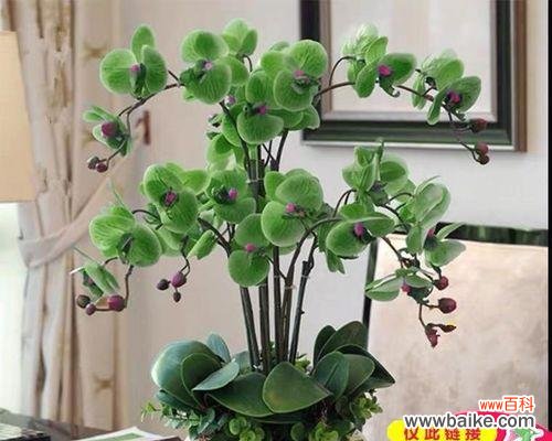 用花朵传递结束的含义与情感 花朵的语言