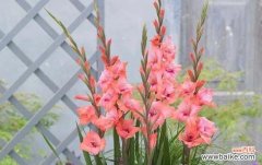 用花朵传递结束的含义与情感 花朵的语言