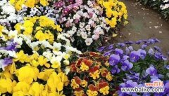 以玫瑰为象征 救赎之花——寄托心灵的希望