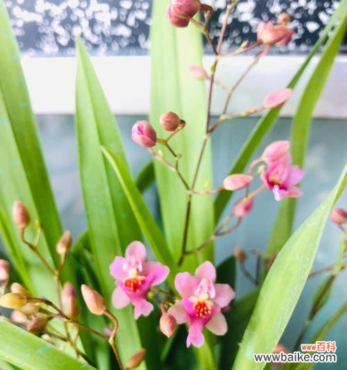 用微笑的花朵传递幸福与快乐 以向日葵代表开心快乐