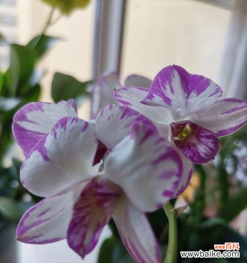 用微笑的花朵传递幸福与快乐 以向日葵代表开心快乐