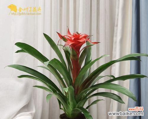 阳光中的童心乐园——向日葵的美丽故事 以向日葵代表可爱的魅力