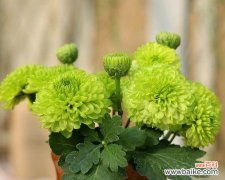 阳光中的童心乐园——向日葵的美丽故事 以向日葵代表可爱的魅力