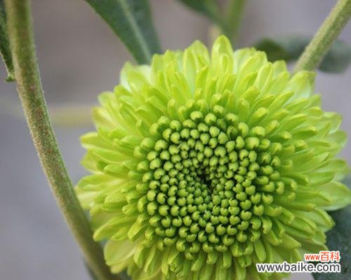 阳光中的童心乐园——向日葵的美丽故事 以向日葵代表可爱的魅力