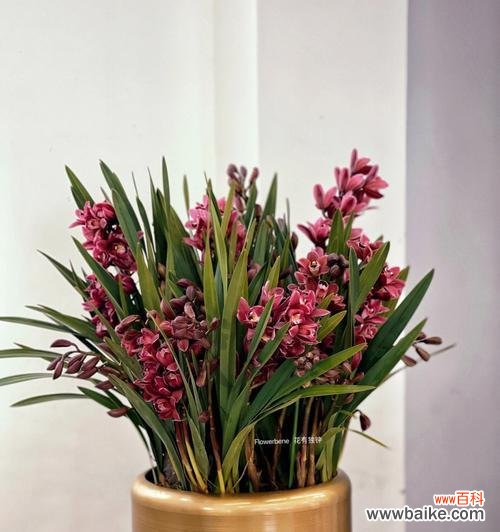 探索蕙兰花的意义与象征 蕙兰花语与寓意