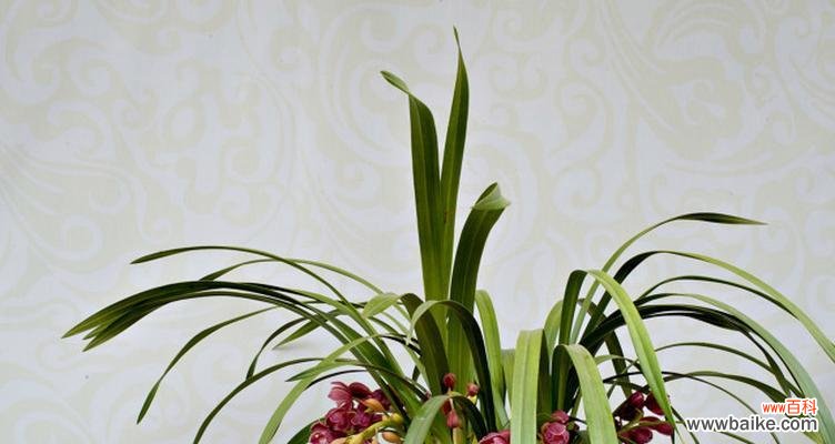 探索蕙兰花的意义与象征 蕙兰花语与寓意