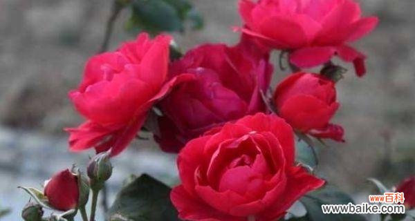 倾情倾诉 芙蓉月季花语——爱与美的化身