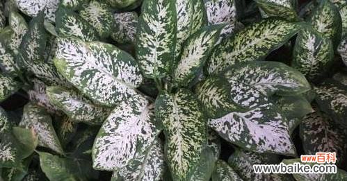 传递自然之美与守护健康的植物之语 黛粉叶万年青的花语与美学意义