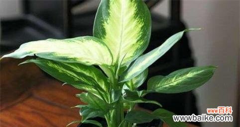 传递自然之美与守护健康的植物之语 黛粉叶万年青的花语与美学意义