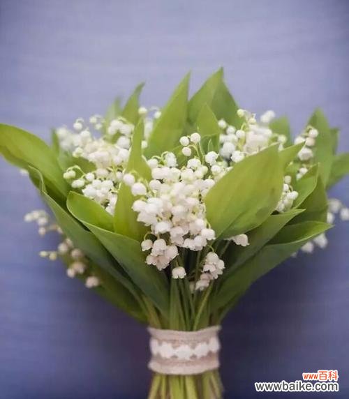 恒久的美丽 钤兰花