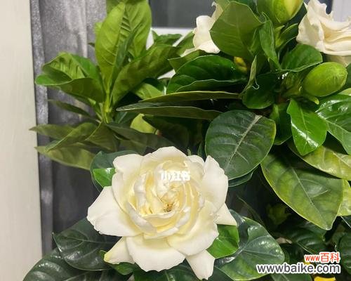 探索栀子花的深层寓意 栀子花的象征意义及文化传承